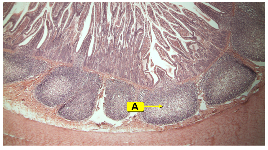 <p>ileum</p><ul><li><p>A: Peyer’s patch </p><ul><li><p>masses of lymphatic tissue that play a role in the immune system</p></li><li><p>contain lymphocytes and macrophages</p></li></ul></li></ul><p></p>