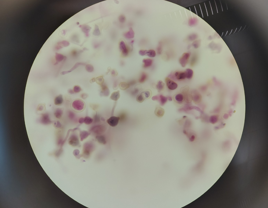 <ol><li><p>Name </p></li><li><p>male or female </p></li></ol><p></p>