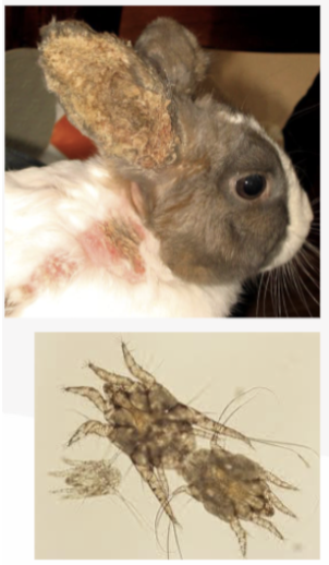 <p>What is the Common name for this mite?</p>