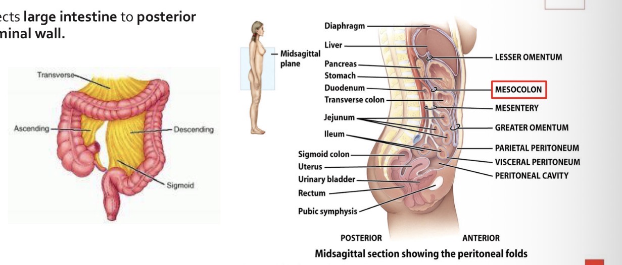 <p>Connects large intestine to posterior abdominal wall.</p>