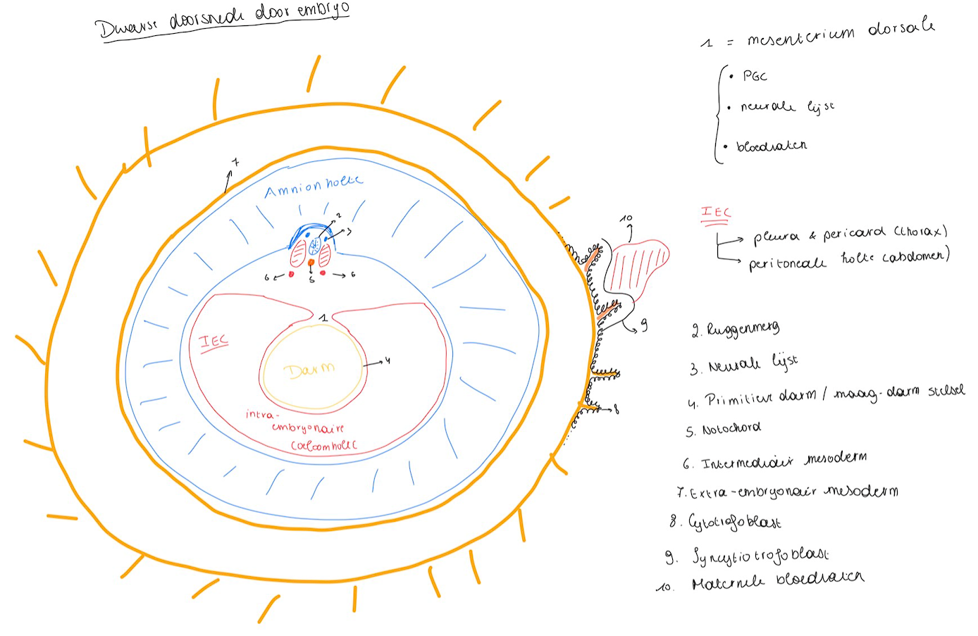 <ul><li><p>de 2 laterale mesodermen komen samen op de middellijn en versmelten met elkaar</p></li><li><p>de amnionvliezen van de 2 kanten komen ook samen en fusioneren</p></li><li><p>de IEC holte was eerst continu met de EEC holte, maar is nu afgesloten.</p></li></ul><p></p>