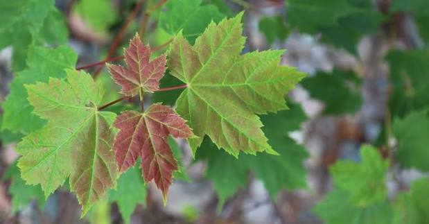 <p>Red Maple; Sapindaceae family.</p>
