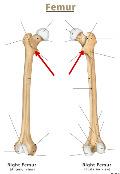 <p>Femur</p>