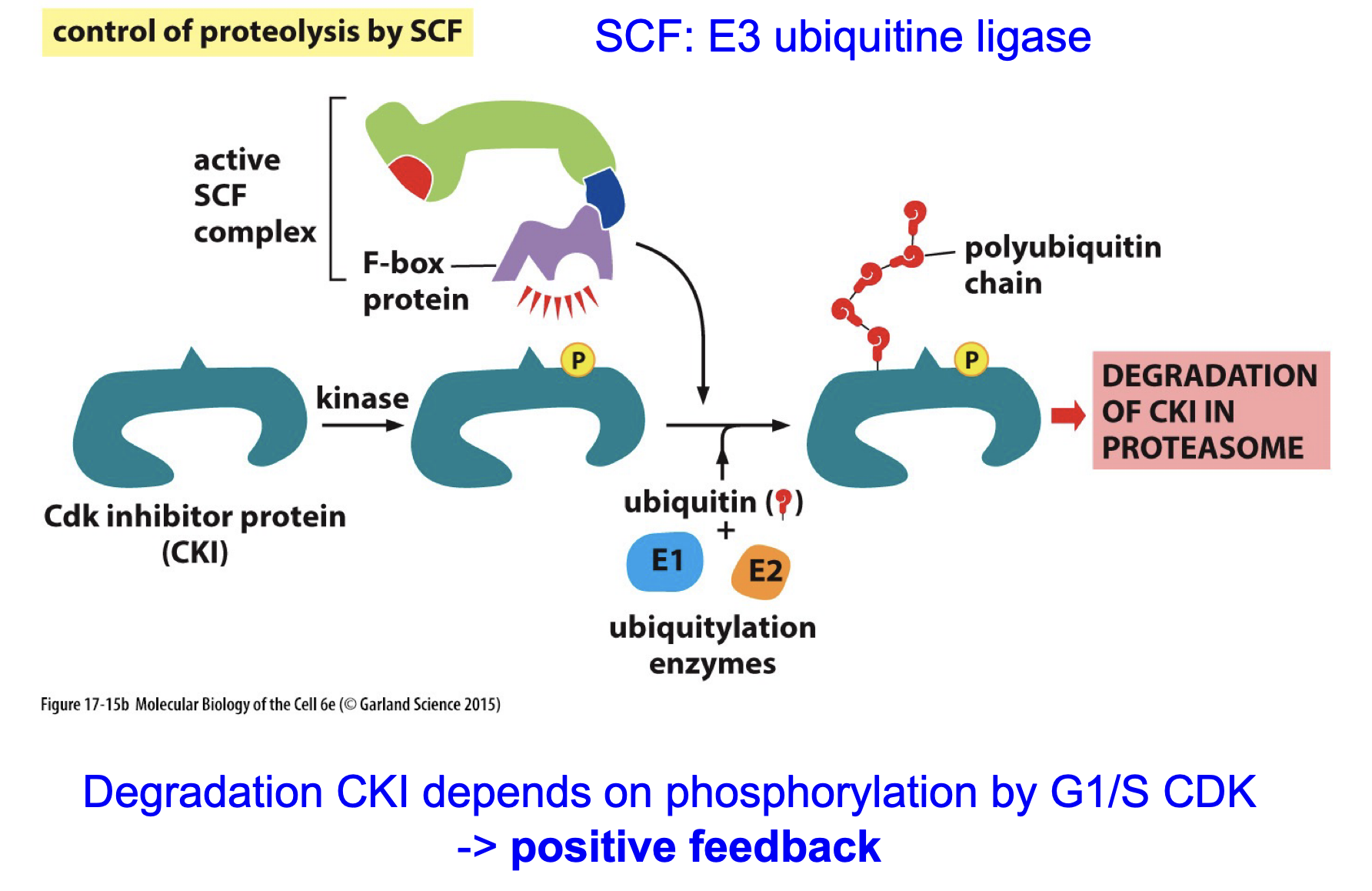 <p>Ubiquitin-dependent degradation</p><p></p><p>Yes ofc</p>