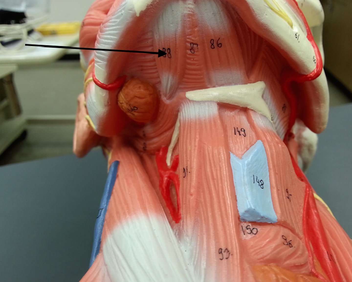 <p>action: opens mouth by lowering mandible</p>