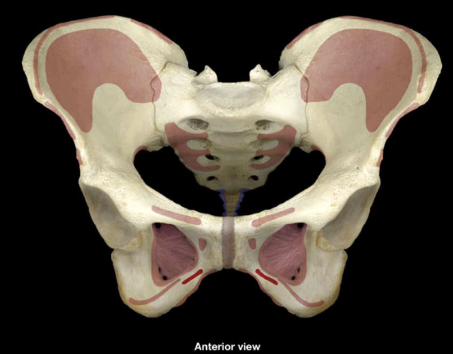 <p>body and inferior ramus of pubis</p>