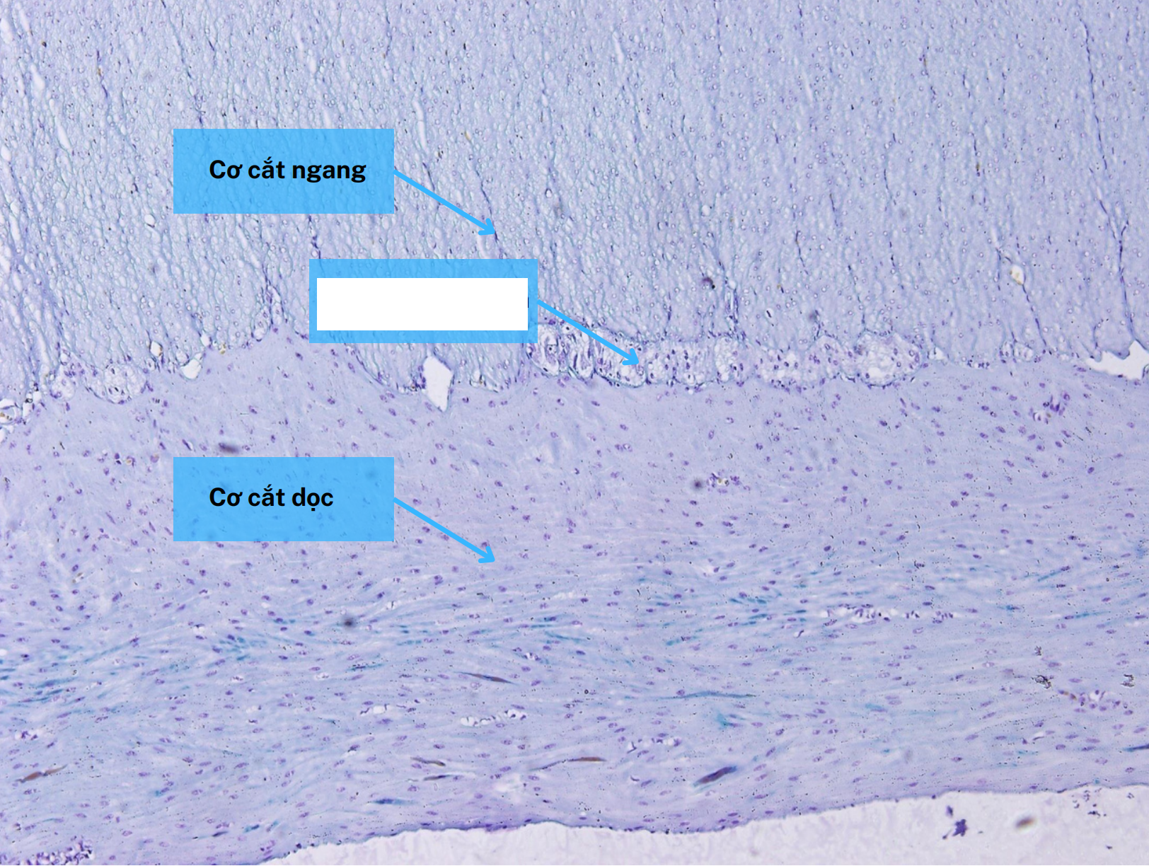 <p>Cấu trúc gì ?</p>