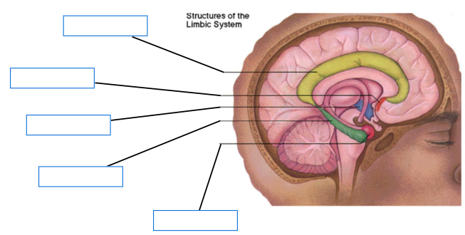 <p>Label this image </p>