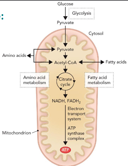 <p>“hub” of cellular metabolism; captures energy using redox reactions</p>