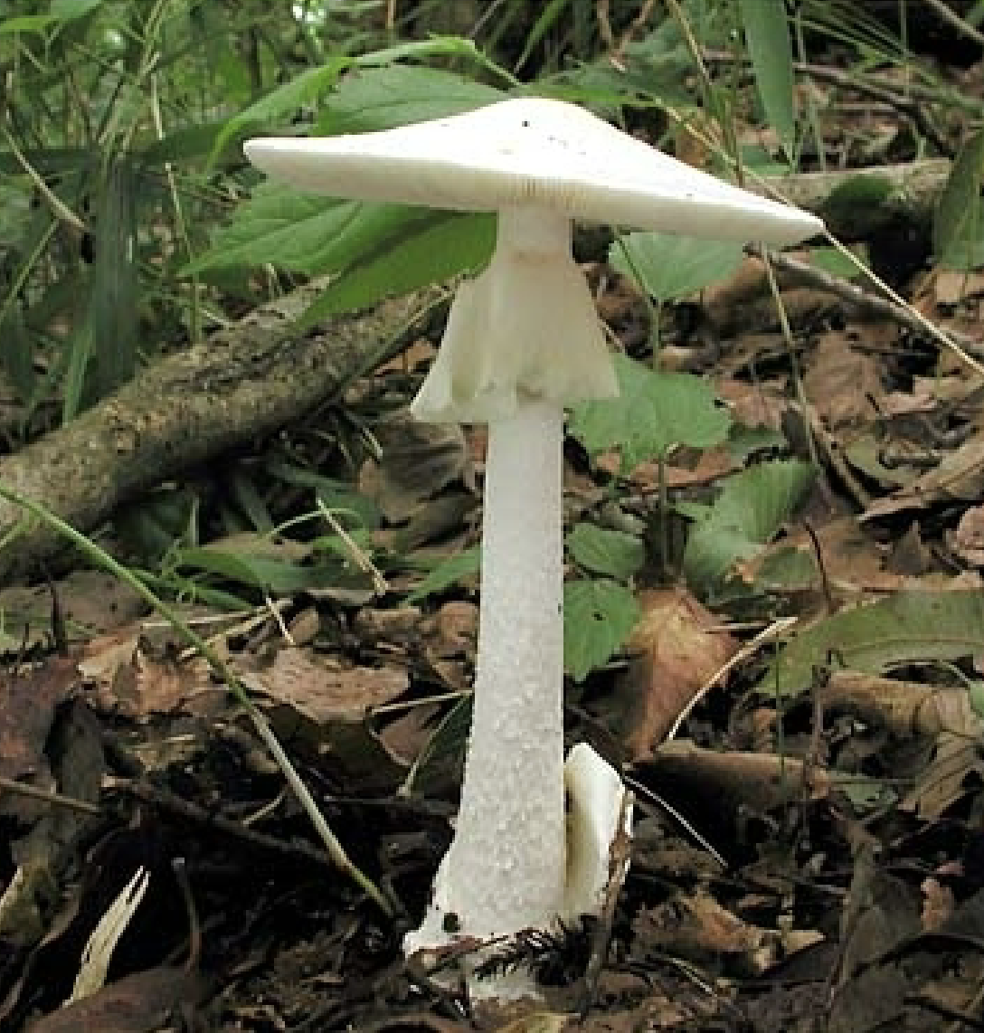 <p>common name for amanita virosa, a highly toxic mushroom from basidiomycota that can stop heart rate almost immediately</p>