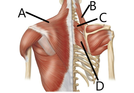 <p>label the posterior thoracic muscles moving the pectoral girdle</p>