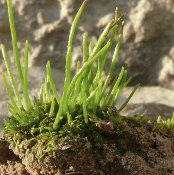 <p>deblo in ooddeblo in slikica</p>