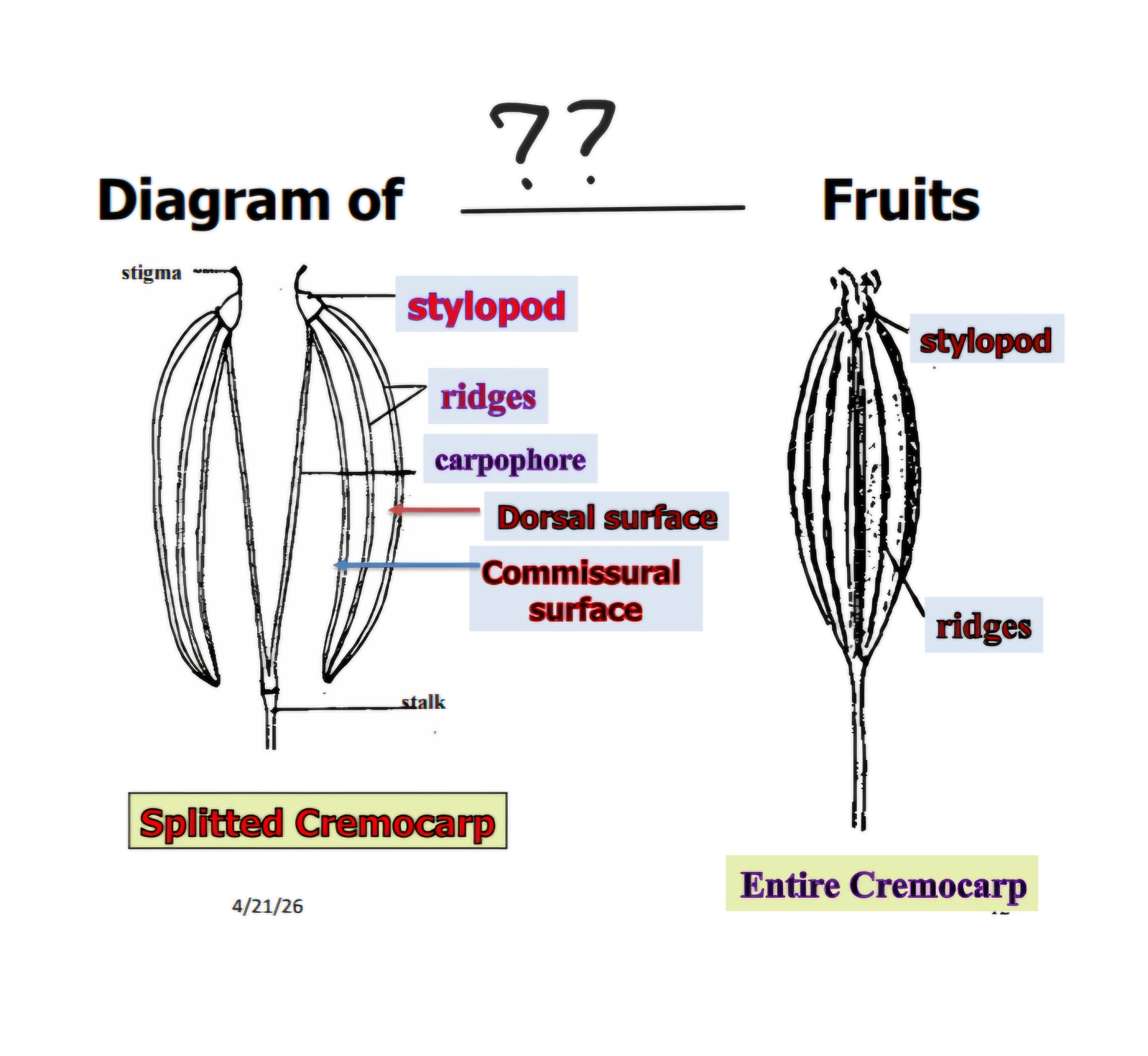 <p>What is the name of these fruits?</p>