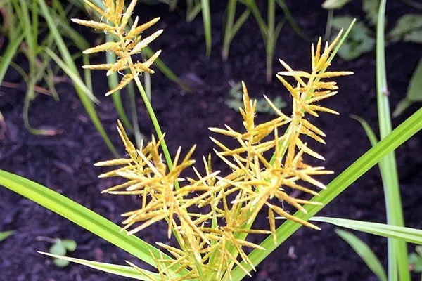 <p>Identify the <strong>grass weed</strong></p>