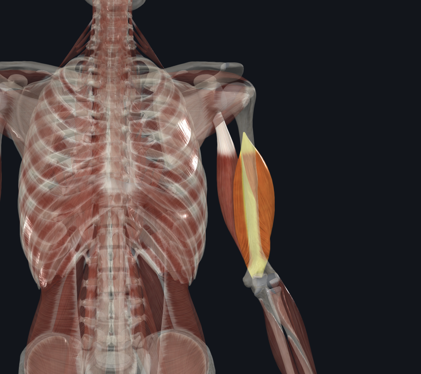 <p>Humerus</p>