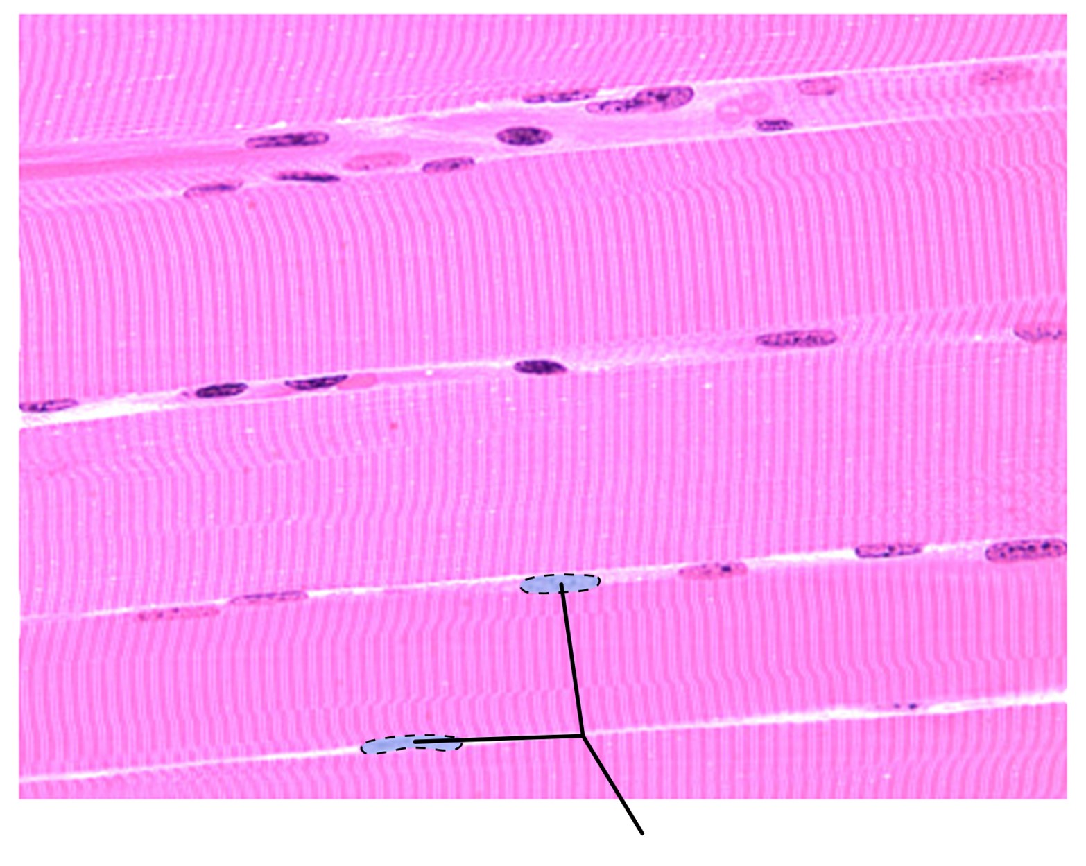 <p><span>What structures are highlighted in this image?</span></p>