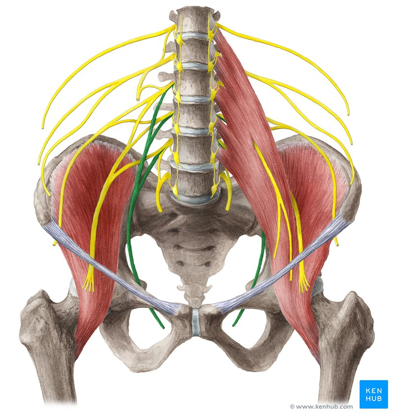 <p>Obturator Nerve</p><ul><li><p>adductor longus</p></li><li><p>adductor brevis</p></li><li><p>adductor magnus</p></li><li><p>gracilis </p></li><li><p>obturator externus</p></li></ul><p></p>