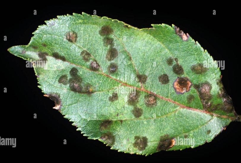 <p>Venturia inaequalis - jablanov škrlup</p>