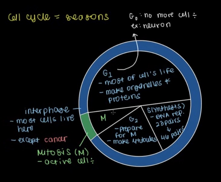<p>What is the third step of interphase</p>
