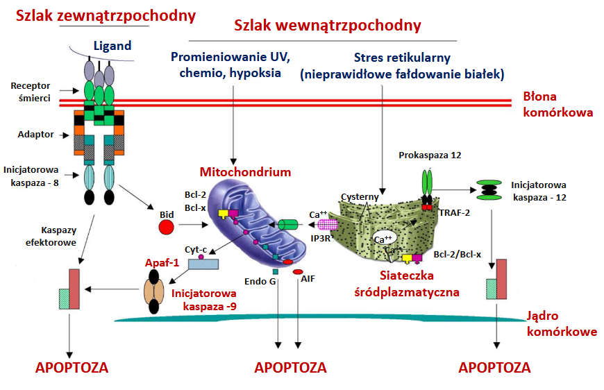 <p>Szlak zew.kom. jest indukowany przez …</p>