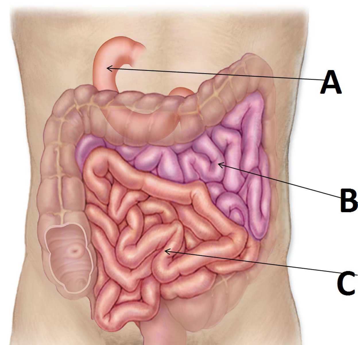 <p>second part of the small intestine, found in the umbilical region, flow is mediated by the suspensory m. of the duodenum (l. of Treitz)</p><p>further processes chyme (pH = 7-8) and absorbs water and electrolytes</p><p>(B in image)</p>