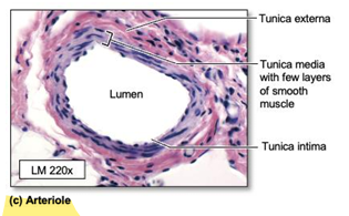 <p>tunica media consists of 6 or fewer layers of smooth muscle</p>