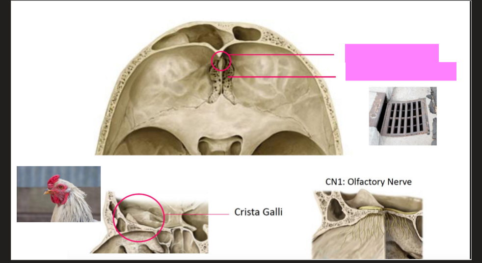<p>Label these bones</p>