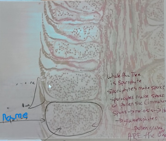 <p>Phylum Coniferophyta </p><ol><li><p>Name it</p></li></ol><p></p>