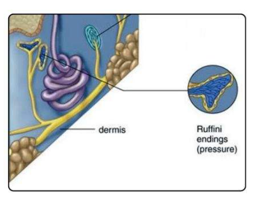 <ul><li><p>type of cutaneous receptor</p></li></ul><p></p><ul><li><p>LOCATION → </p><ul><li><p>dermis &amp; subcutaneous tissue</p></li><li><p>joint capsule, tendon, ligament</p></li></ul></li><li><p>FUNCTION →</p><ul><li><p>info abt sustained pressure, skin stretch → pov object manipulate &amp; grip</p></li><li><p>know shape &amp; move of objects</p></li><li><p>proprioception MAINLY → body position &amp; moves</p></li><li><p>DEC adaptive receptors → respond as long as stimuli exist</p></li></ul></li><li><p>SENSITIVTY → cont. pressure, stretch skin</p><ul><li><p>DEC light, touch, rapid stimuli change</p></li></ul></li></ul><p></p>