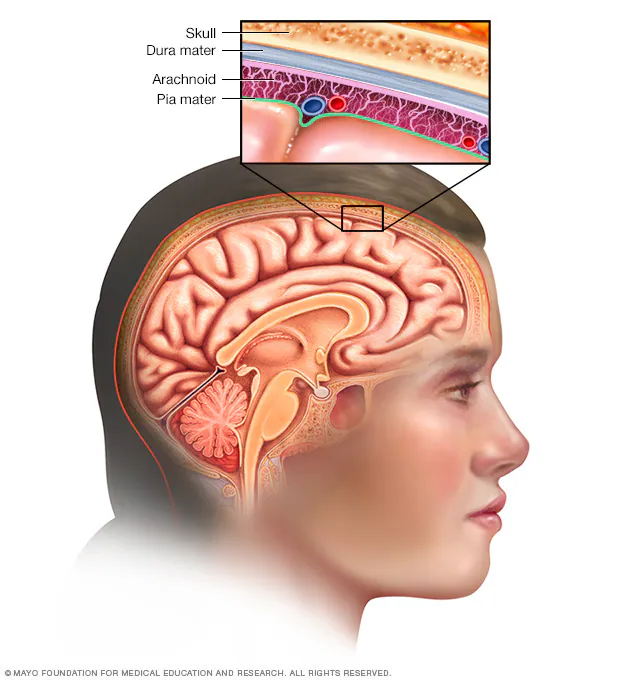 <p><strong>Meninges</strong> = ___ Layers of _____ ______ around _____ &amp; _____</p><ul><li><p>separates the ____ ______ (soft tissue) from the ____ _____ of the vertebral column</p></li><li><p>also separate the _____ from the _____ of the cranium</p></li></ul><p></p>