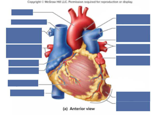 <p>Anterior View Heart </p>