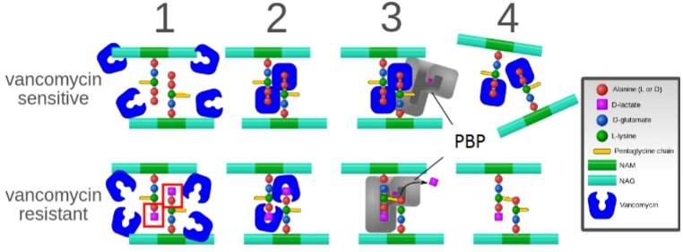 <p>= by replacing terminal D-Alanine by D-lactate → Vancomycin cannot bind anymore</p><ul><li><p>long considered immune to resistance</p></li></ul><p></p><p>→ vancomycin resistance can only be obtained via plasmids, because many genes are required to change peptide group of peptidoglycan</p>