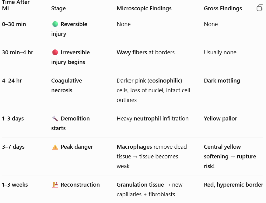 <p><span style="background-color: transparent; font-family: "Times New Roman", serif;"><strong>1–3 weeks:</strong> <strong>Reconstruction.</strong> <strong>Micro:</strong> Granulation tissue (new capillaries, fibroblasts). <strong>Gross:</strong> Red, hyperemic border.</span></p>