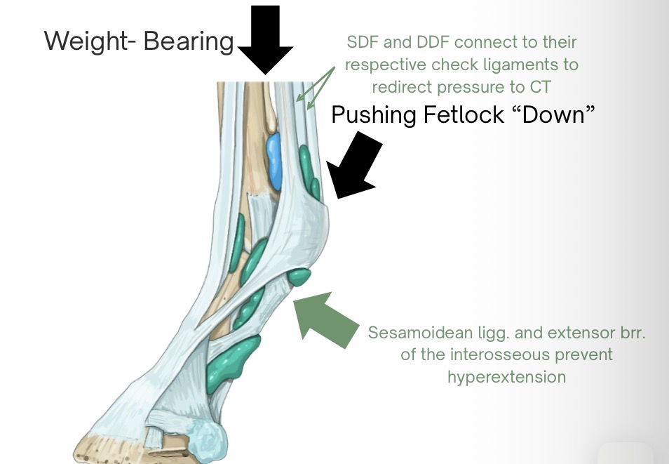 <p>the fetlock joint needs to be stabilized to prevent it from sinking towards the ground</p><p>tension in the distal SDF tendon is redirected to the radius via the proximal check ligg. and tension in the distal DDF tendon is redirected to the palmar carpal ligg. via the distal check ligg. </p><ul><li><p>this allows muscles to relax, as the joints are being supported by CT alone (CT doesn’t fatigue)</p></li></ul><p>proximal sesamoidean ligg. press the proximal sesamoid bones against the palmar aspect of the fetlock joint</p><p>extensor branches of the interosseuous m. (suspensory lig.) connect to the common digital extensor m. tendon to prevent hyperextension</p><p>weight-bearing increases fetlock extension, which puts tension on the SDF and DDF tendons to prevent hyperextension, along with some suspensory ligg. and proximal sesamoidean ligg. to help </p><p></p>