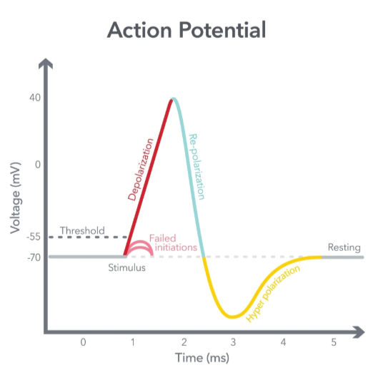<p>1) Polarized Membrane (resting potential)</p><p>2) Depolarization</p><p>3) Repolarization</p><p>4) Hyperpolarization and Refactory Period</p>