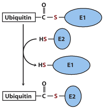 <p>Conjugation: Ubiquitin is transferred to an E2 conjugating enzyme </p>