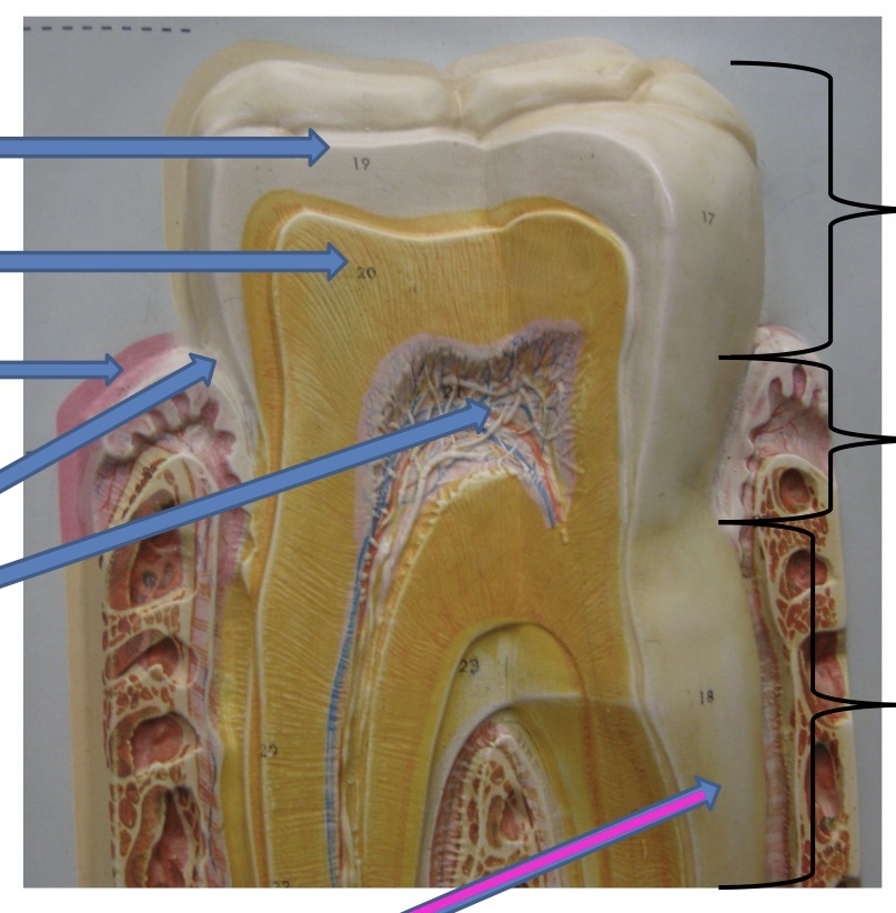 knowt flashcard image