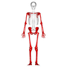 <p>Includes the upper and lower limbs as well as the pectoral (shoulder) and pelvic (hip) girdles.</p>