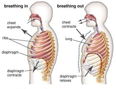 <p>What muscles are used to increase the volume of the lungs for inhalation? (2)</p>