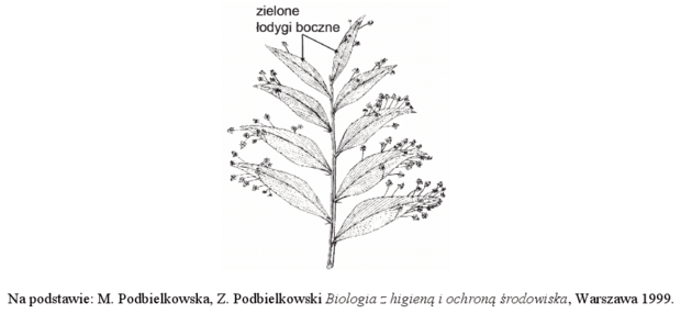 <p>Na czym polega modyfikacja łodyg bocznych u liściokwiatu i ich funkcje</p>