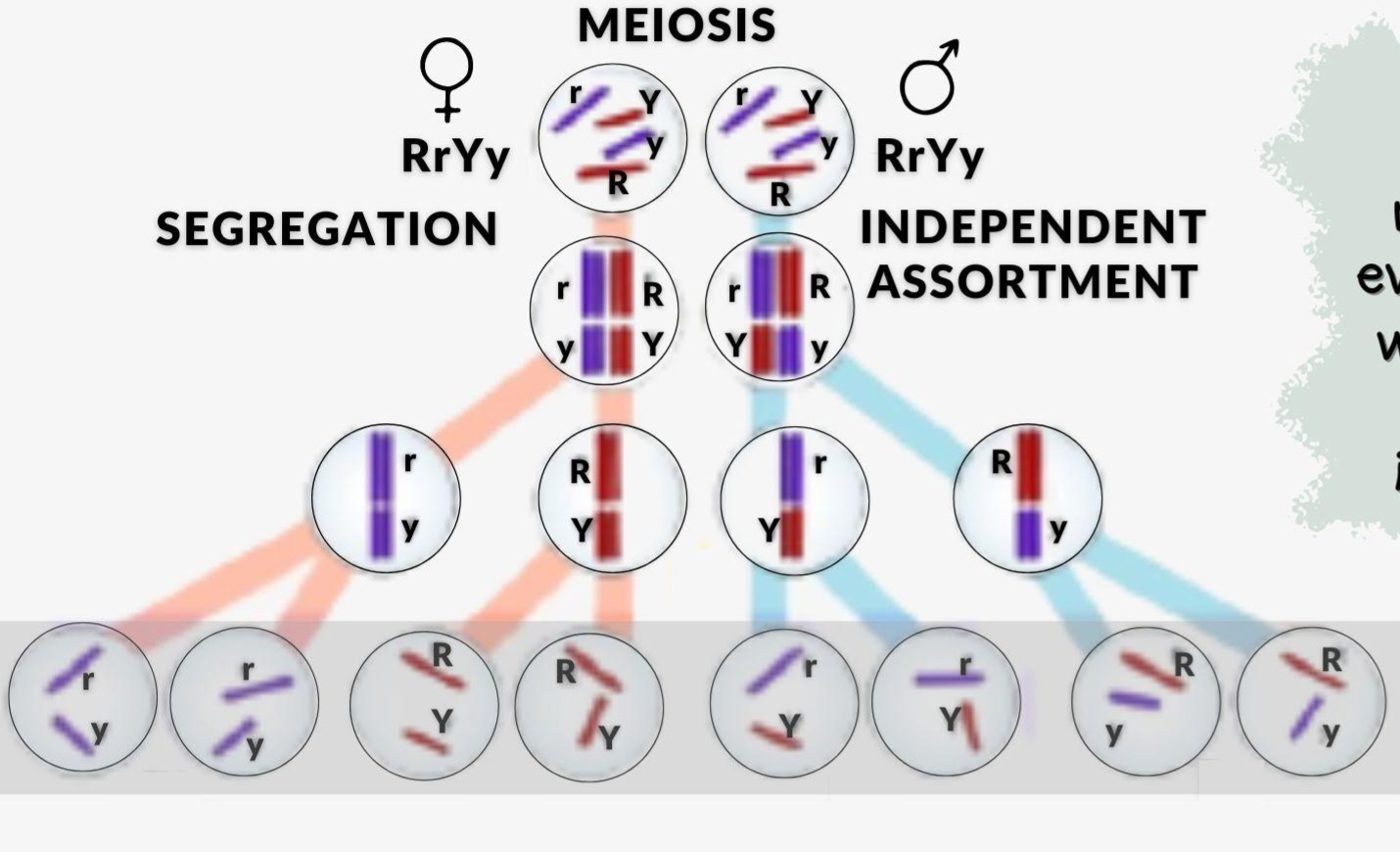 <p>alleles for different genes (on different chromosomes) are distributed to gametes independently of each other. This allows for new combinations of traits in offspring, increasing genetic diversity</p>