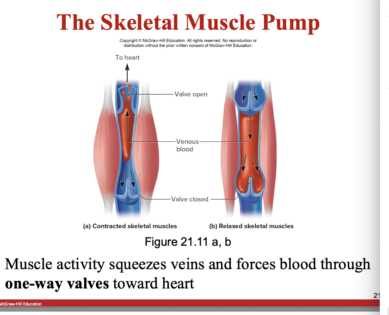 <p>l the muscle activity that squeezes veins and forces blood thru one way vales towards heart</p>