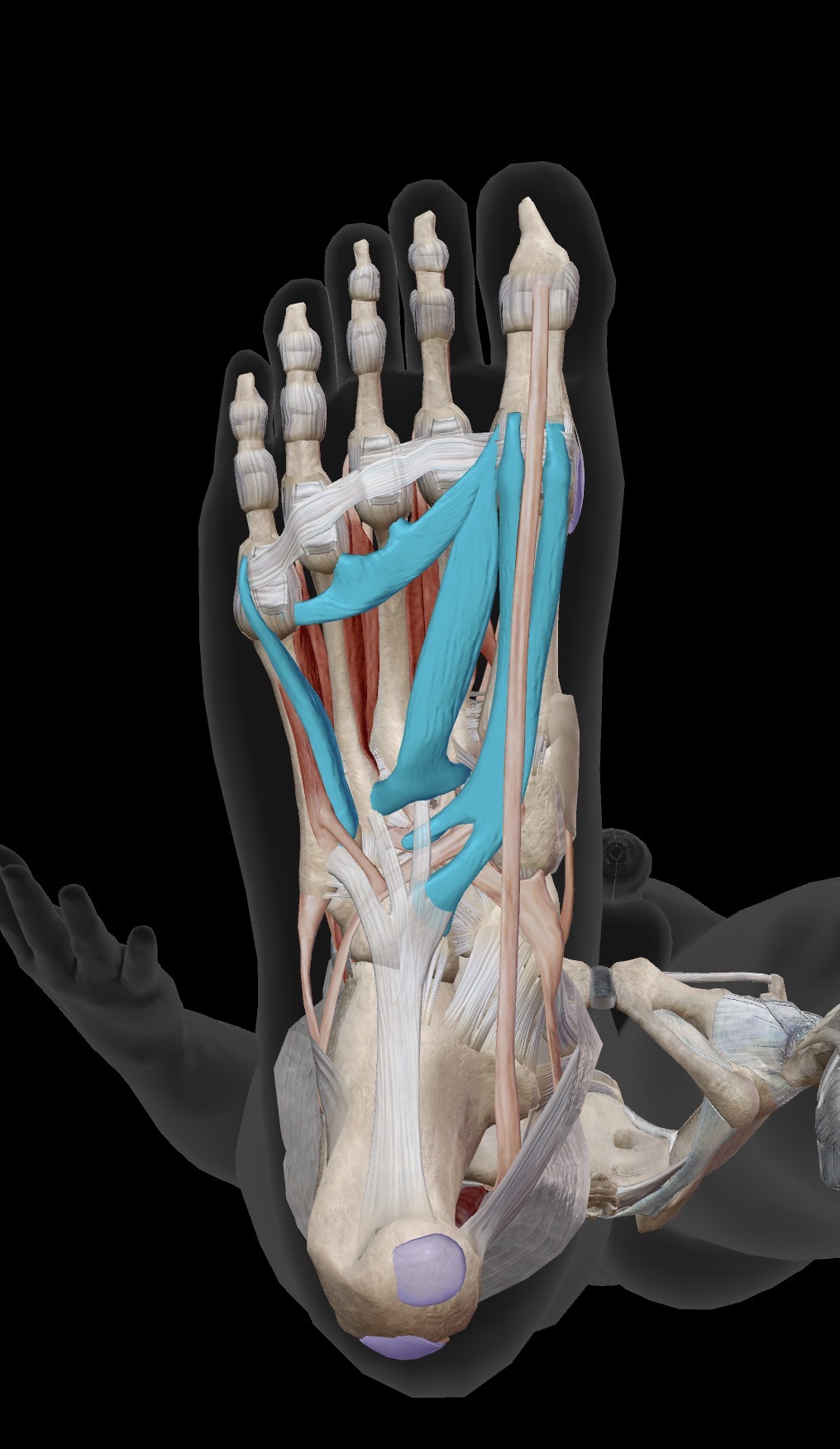 <p>What muscles are shown in this photo</p><ul><li><p>Origin</p></li><li><p>Insertion</p></li><li><p>Action</p></li></ul><p></p>