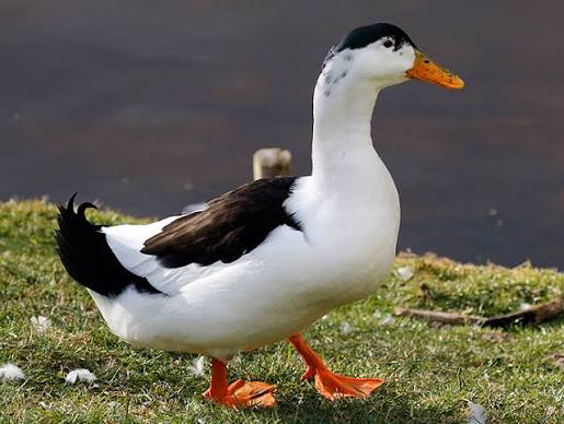 <p>identify</p>