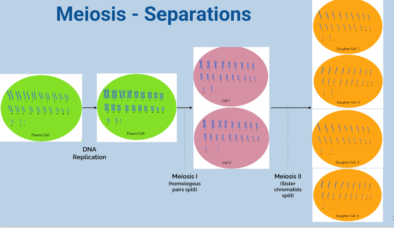 <p>pre meiosis - dna replication must occur first</p><p></p><p>2 stage process</p><ul><li><p><strong>meiosis I</strong> - seperation of homologous chromosomes, produces 2 haploid daughter cells with sister chromatids</p></li><li><p><strong>meiosis II</strong> - seperation of chromatids, produces 4 haploid daughter cells with 23 chromosomes (chromatids)</p></li></ul><p></p>
