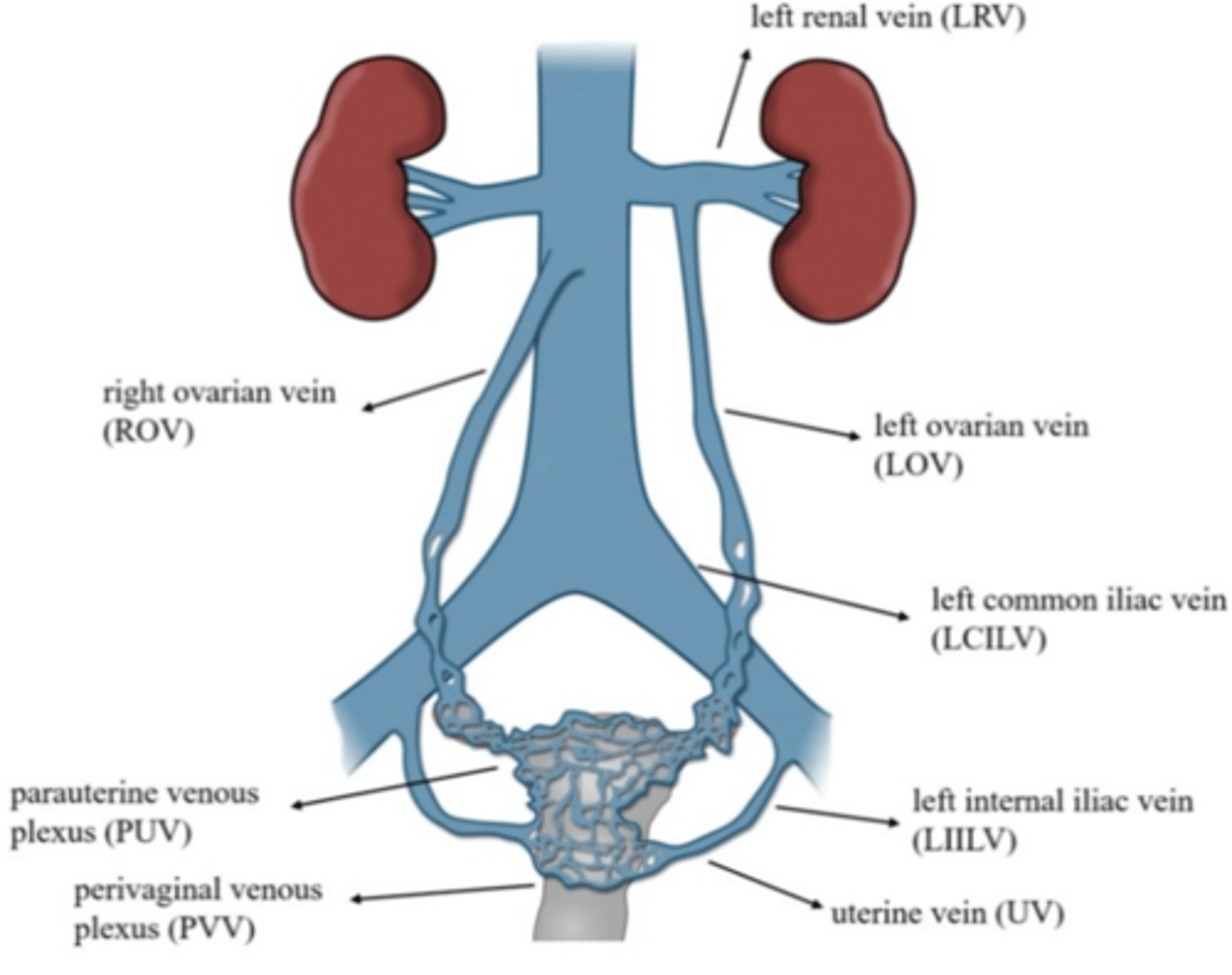 <p>what does the right goadal vein drain of the IVC?</p>