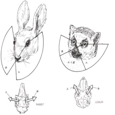<p><span>Primates developed stereoscopic vision and grasping hands to hunt insects and grab prey on small branches. This idea focuses on better depth perception and coordination.</span></p>