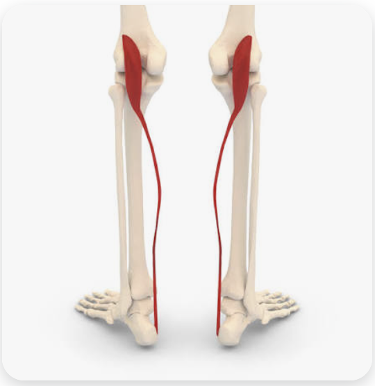 <p>O: Lateral supracondylar line of the femur</p><p>I: Tuber calcanei (via the calcaneal tendon)</p><p>A: (weak) Plantarflexion of the foot</p><p>N: Tibial nerve</p>