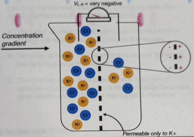 <p>Now if the divide had holes permeable only to potassium ions (K+). This would cause K+ ions to move down their concentration gradient causing some K+ ions on left side to move to right side. So then we have more negative charge on left side since more K+ ions moved to right. </p>