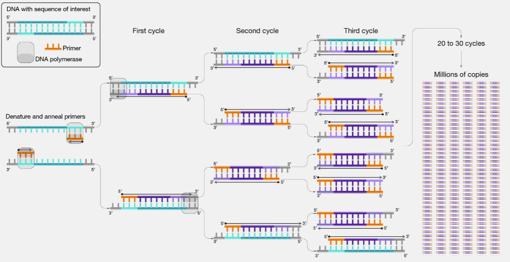 <p>polymerase chain reaction (PCR)</p>